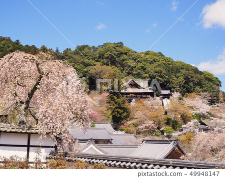 Hatsuse Haseji Temple cherry blossom view 49948147