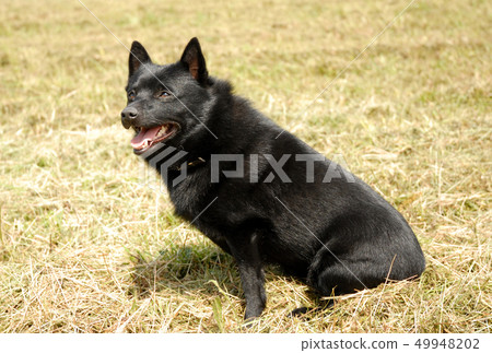Schipperke Schipperke 49948202
