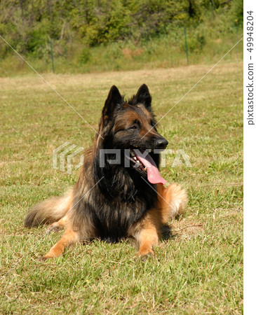 tervueren 49948204