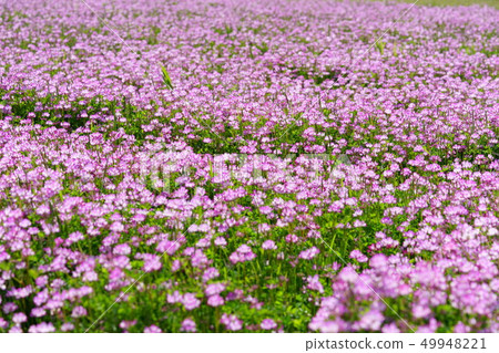Japan's original landscape, lotus flower field in full bloom, distance 3 Japan's original landscape, lotus flower field in full bloom, distance 3 49948221