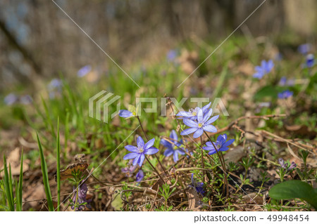 Spring purple flowers Hepatica nobilis in forest. The flower blossomed in the spring forest with a 49948454