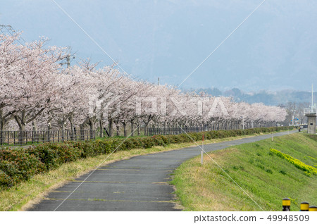 Cherry blossom trees "Tilumashima Wind Turbine Highway, Shiga Prefecture" 49948509