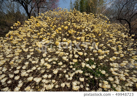 三俁花在群馬花高地爆炸般綻放 三俁花在群馬花高地爆炸般綻放 49948723