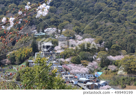 Mr. Kimura of spring (from Ichinosaka ground) Mr. Kimura of spring (from Ichinosaka ground) 49949199