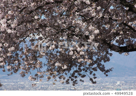 Cherry blossoms and Kofu Basin of the Buddha Temple Site Museum Cherry blossoms and Kofu Basin of the Buddha Temple Site Museum 49949528