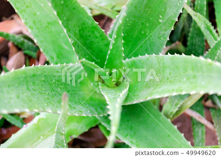 rain on aloe vera 49949620