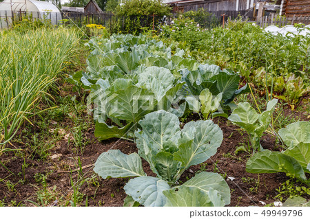 cabbage in the garden cabbage in the garden 49949796