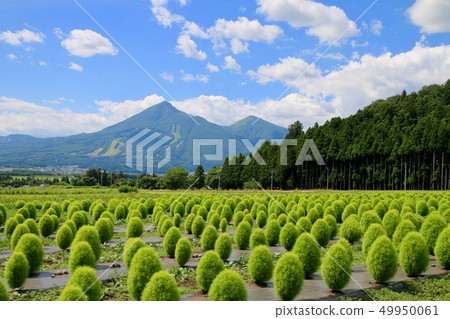 Kokia and Hiyama (Fukushima Prefecture, Inawashiro Town) 49950061