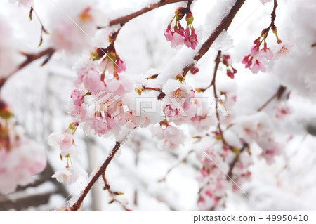Snow on cherry blossoms of Shinkurayama Asama Park approach Snow on cherry blossoms of Shinkurayama Asama Park approach 49950410
