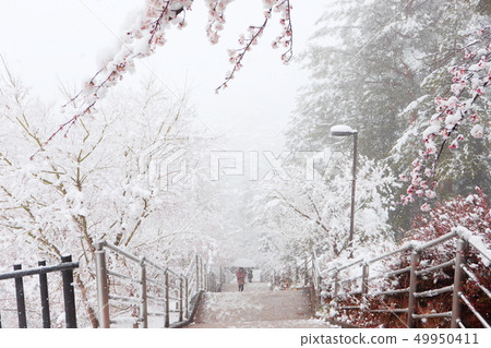 在Shinkurayama淺間公園接近雪 49950411