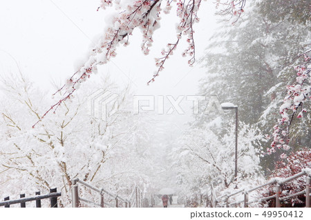 在Shinkurayama淺間公園接近雪 在Shinkurayama淺間公園接近雪 49950412