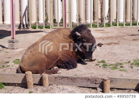 美洲野牛 美洲野牛 49950739