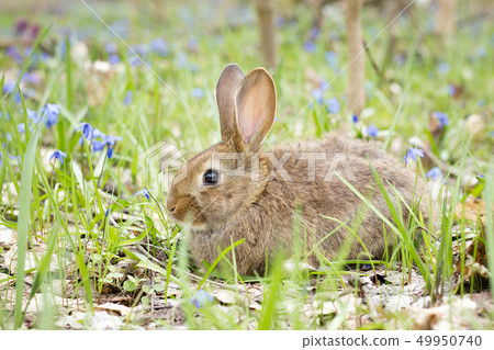 wild hare on a flowering meadow in spring.  49950740