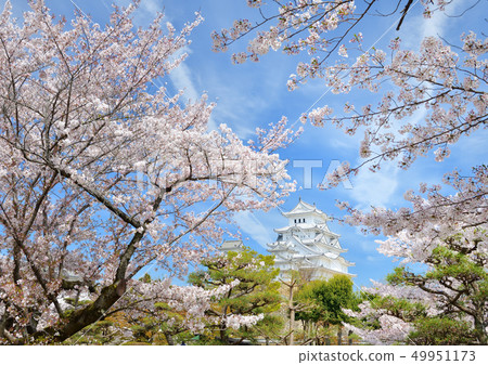 Cherry blossoms in full bloom and Himeji castle 49951173