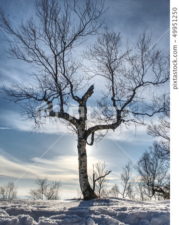 Bent alone tree in sowy winter landcape. Bent alone tree in sowy winter landcape. 49951250