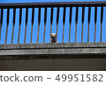 Dog looking down from the bridge 49951582