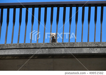 Dog looking down from the bridge 49951582