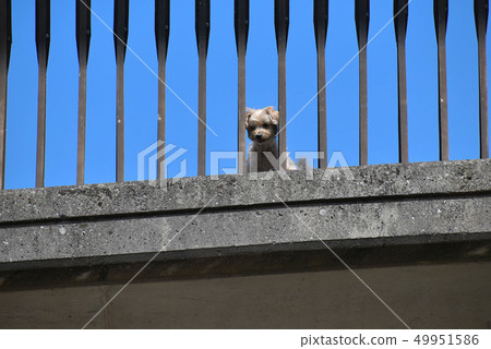 Oh! I see something! 49951586