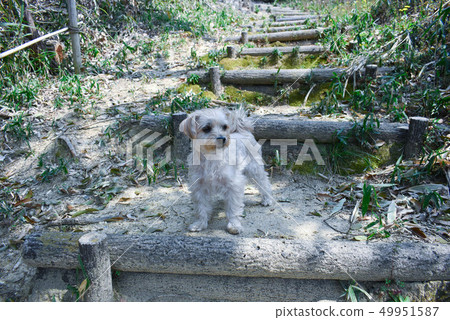 Lookout role 49951587