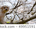 Mr. Sakura who can climb a tree 49951591