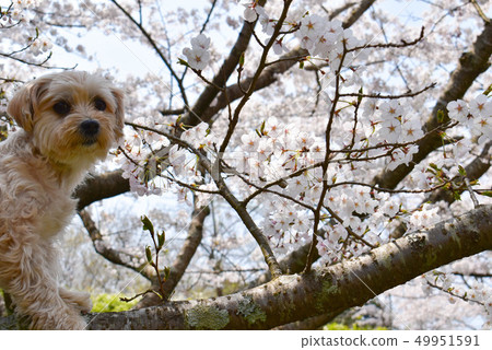 Mr. Sakura who can climb a tree 49951591