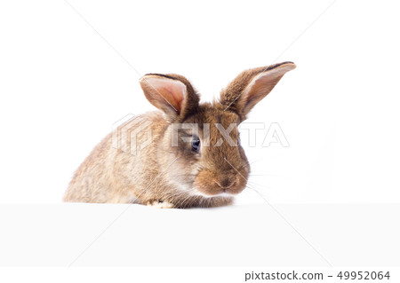 gray fluffy rabbit looking at the signboard.  49952064