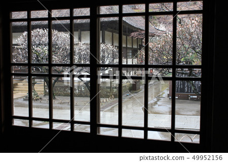 Deep window temples-white plum blossoms and spring rain- 49952156