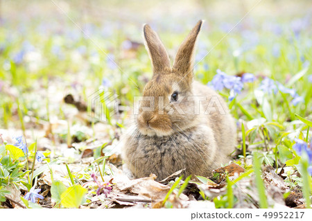 wild hare on a flowering meadow in spring.  49952217