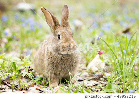 wild hare on a flowering meadow in spring. wild hare on a flowering meadow in spring. 49952219