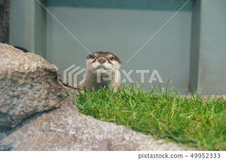 Small-clawed otter 49952333