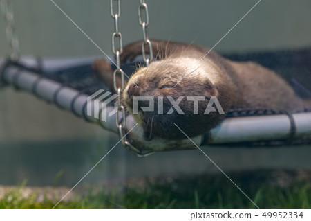 Otter 49952334
