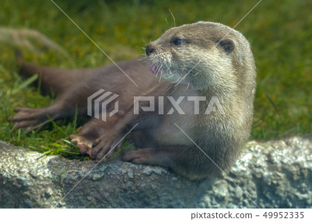 otter 49952335