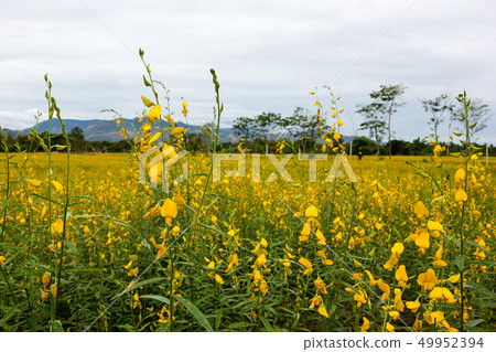 Sunnhemp : Crotalaria juncea Sunnhemp : Crotalaria juncea 49952394