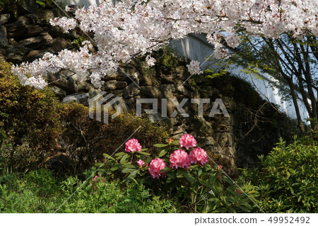 [新四國曼陀羅聖地] 32號[四國36安藤聖地]愛媛縣西城市國樂寺寺櫻花和石ku花23號 49952492