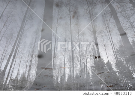 Landscape reflection from wet ice surface at forest path Landscape reflection from wet ice surface at forest path 49953113