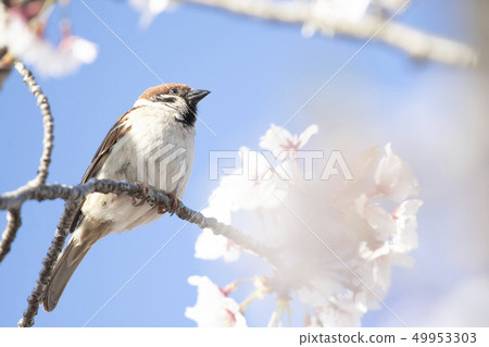 Cherry blossoms and sparrow 49953303