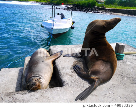 Sea lion's nap [Floorana island (Galapagos Islands)] 49953359