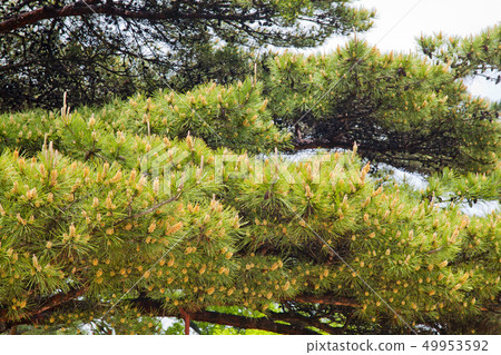 Songhwa, pine 49953592