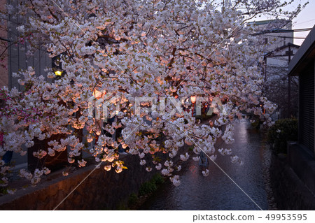 Gion Shirakawa 2019 Spring 49953595