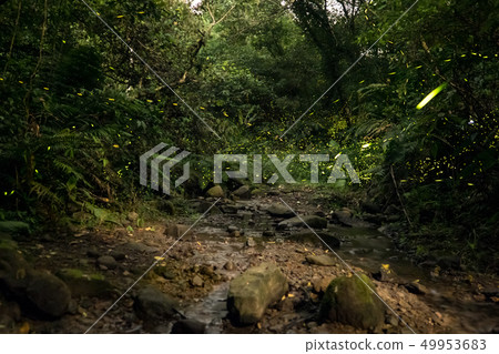 Firefly flying in the forest 49953683