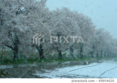 櫻花和雪 櫻花和雪 49954020