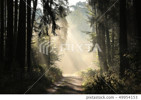 Country road through the forest on autumn morning 49954153