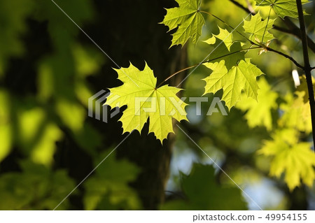 Spring maple leaf in the forest 49954155