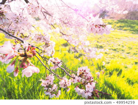 Image of cherry blossoms, greenery and light (Motoarakawa, Koshigaya City, Saitama Prefecture) 49954259