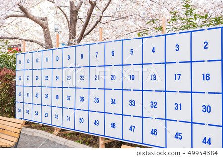 Election Sakura 49954384