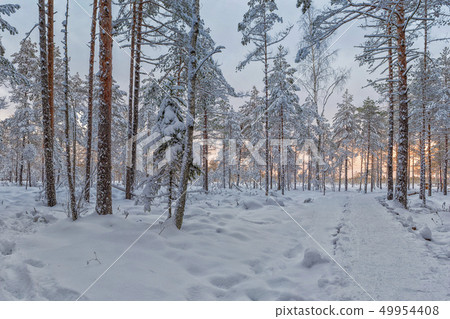 Frosty morning in raised bog. Landscape with the frozen plants. Latvia. 49954408