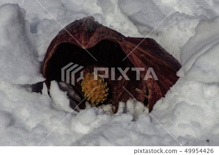 Zazen草 Zazen草 49954426