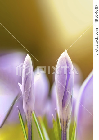 Young fresh shoots flowers with unopened buds. 49954687