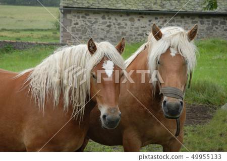 draught horses draught horses 49955133