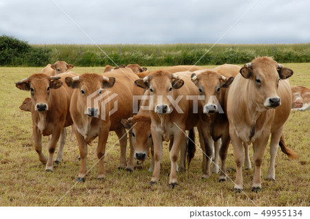 group of cow group of cow 49955134